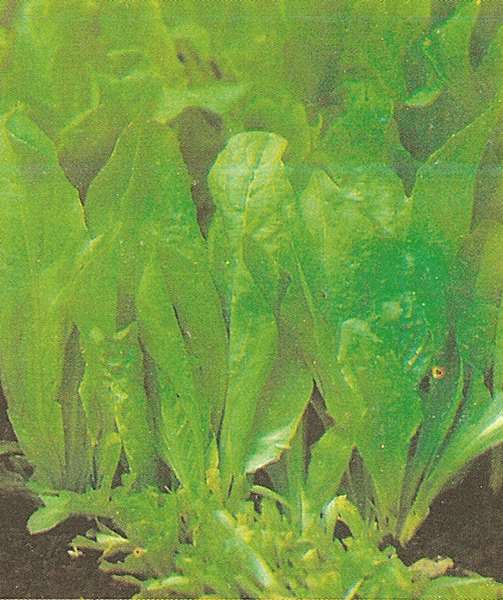 SCAROLA BIANCA DI NAPOLI NR.2000 SEMI